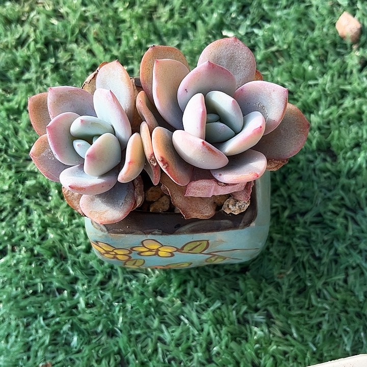 我是第一百个为妖刀应援的阴阳师