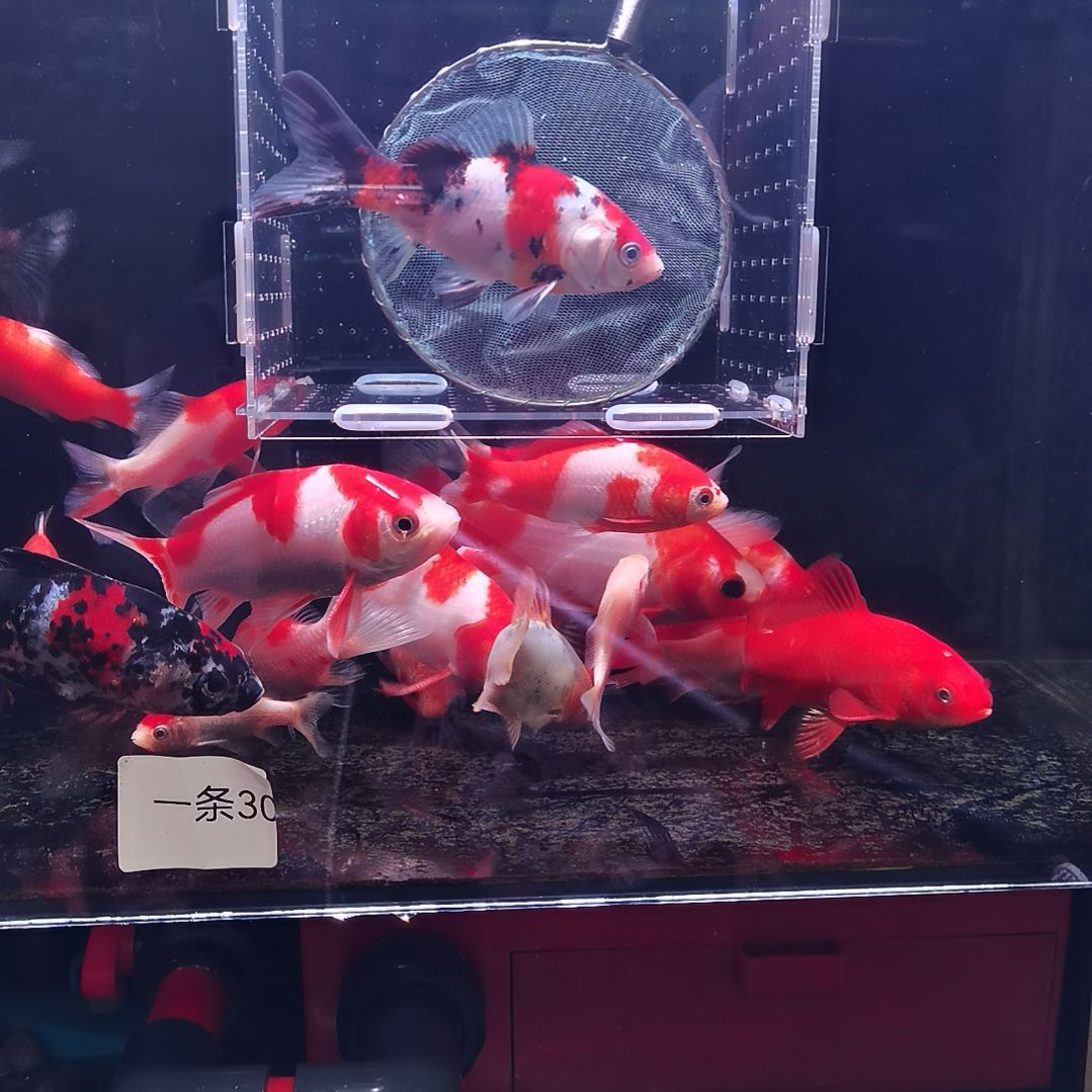 海水鱼草金三色三段