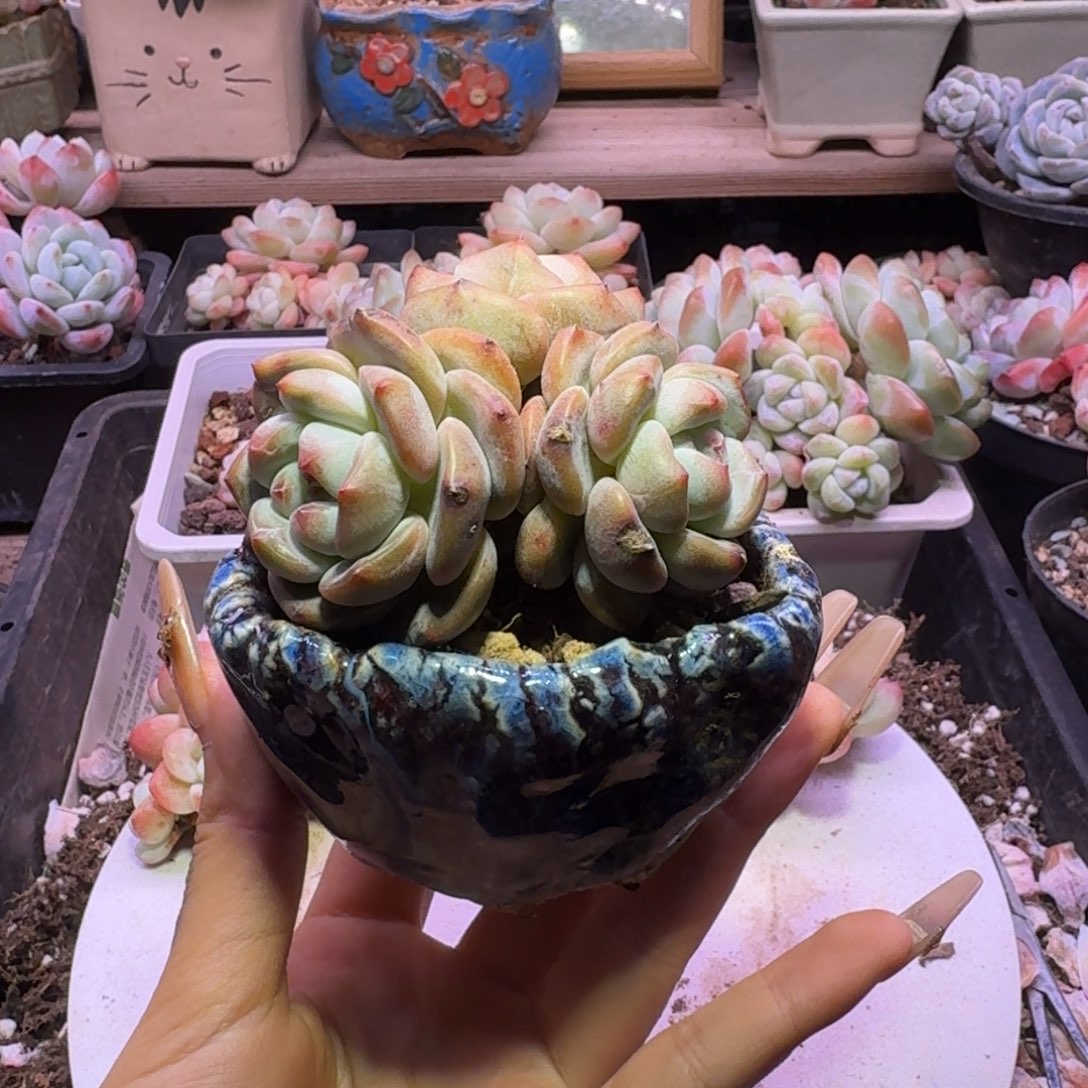 初****?蓝色群生单头小盆