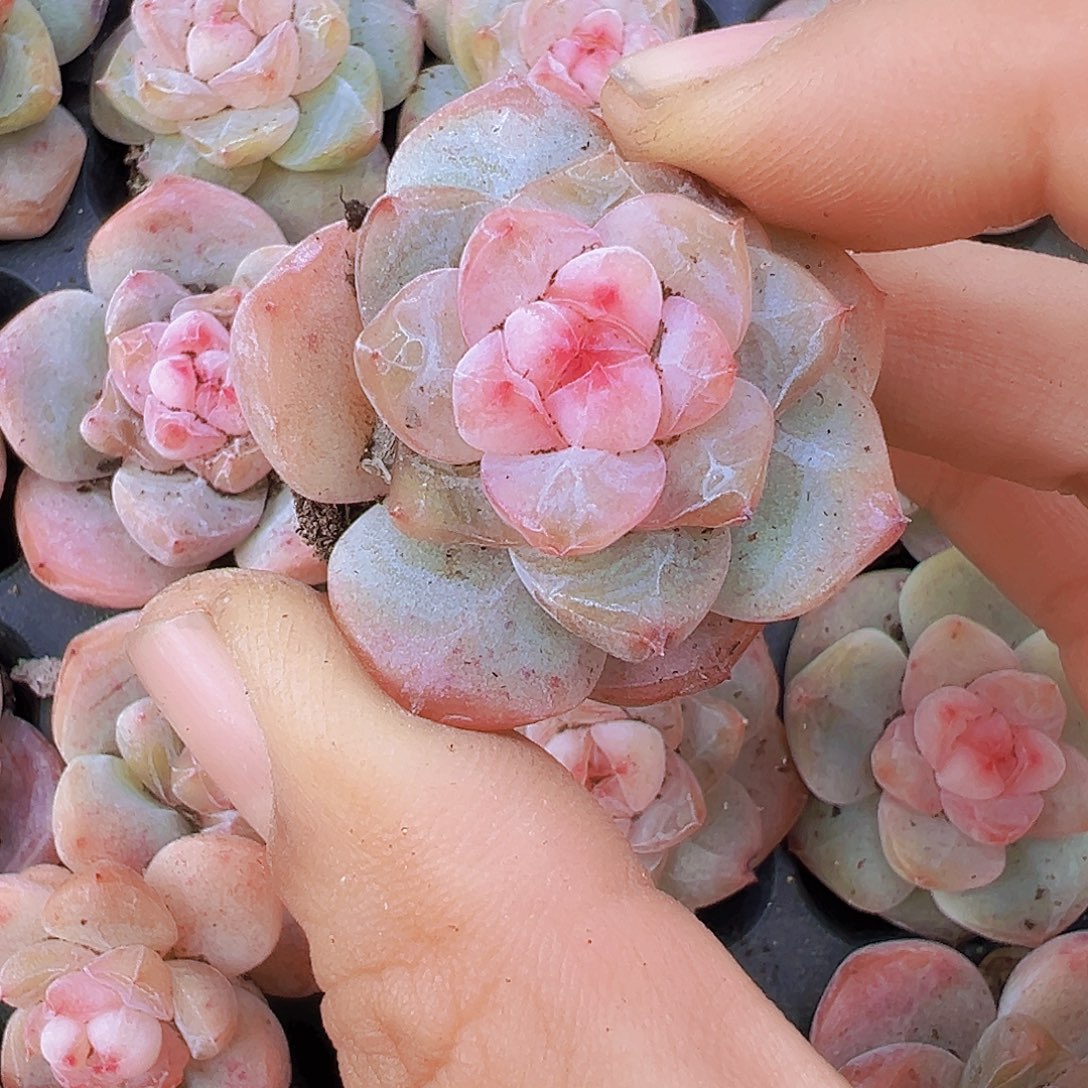 繁星珍妮年5颗多肉