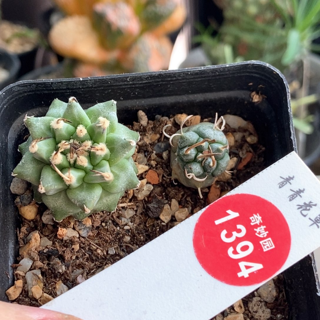 实生两颗有斑869000