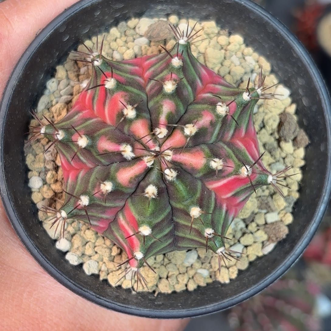 泰系实生米哈仙人球77