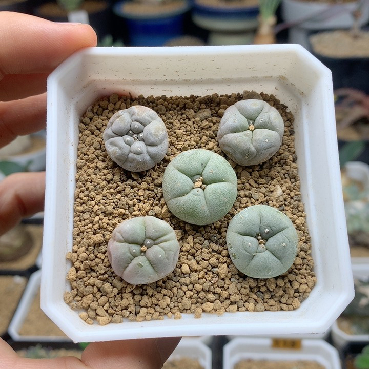 实生白肌小海鲜带盆