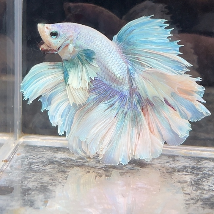 斗鱼12号特别紫绿色小飞象婚纱