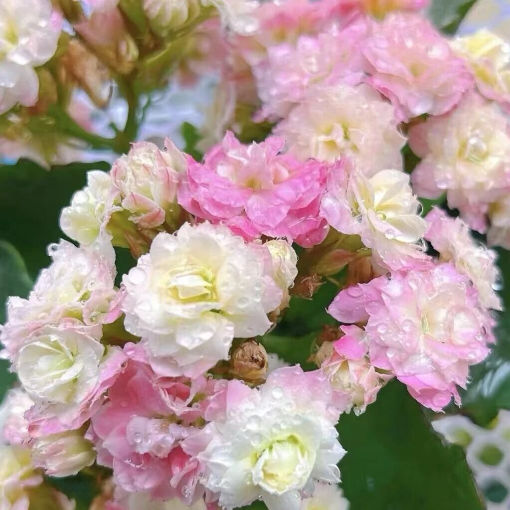 【彩虹糖】重瓣长寿花盆栽千人千色变色系列带花苞四季室内开花好养