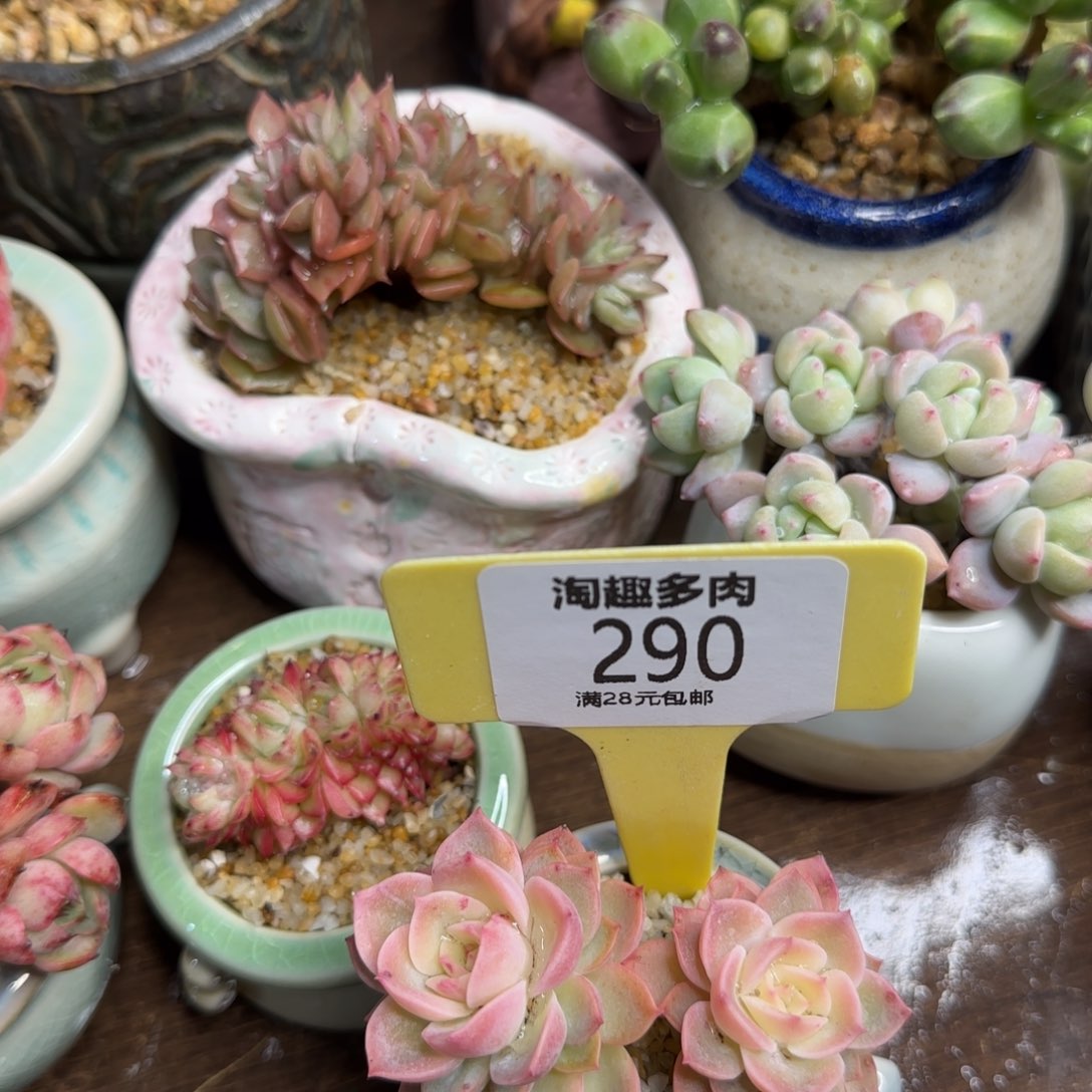 蓝*多肉植物原始哈密瓜