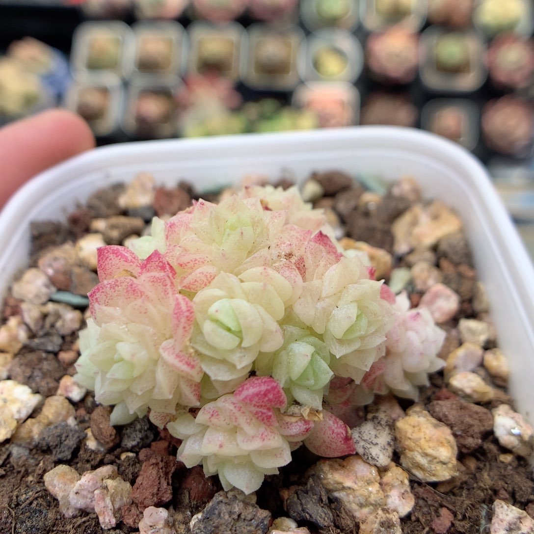 X97 ，20包邮两天凑单偏远不发货