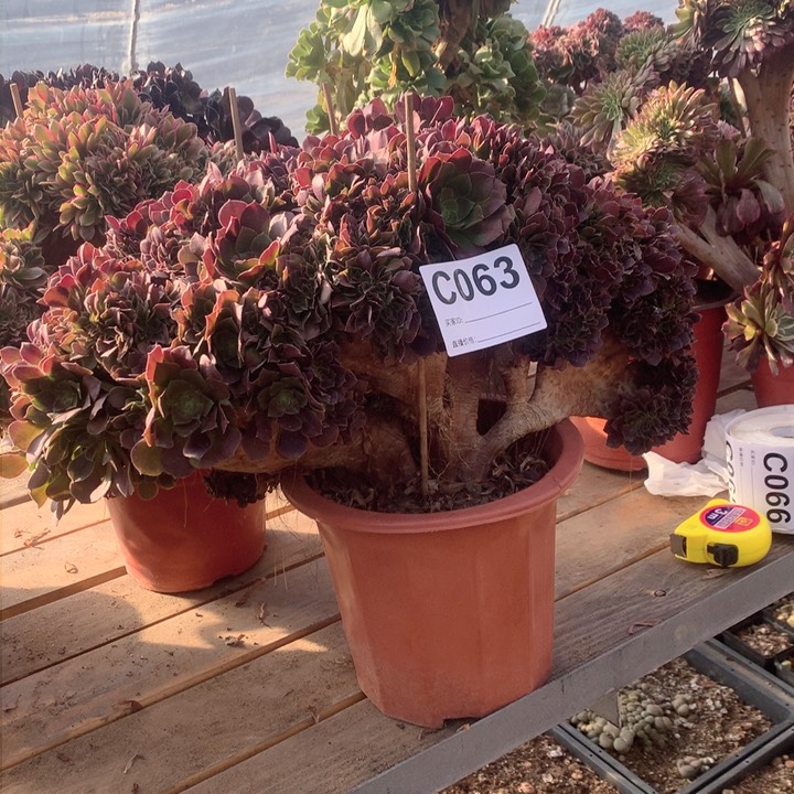 063玫瑰朵朵缀多肉法师