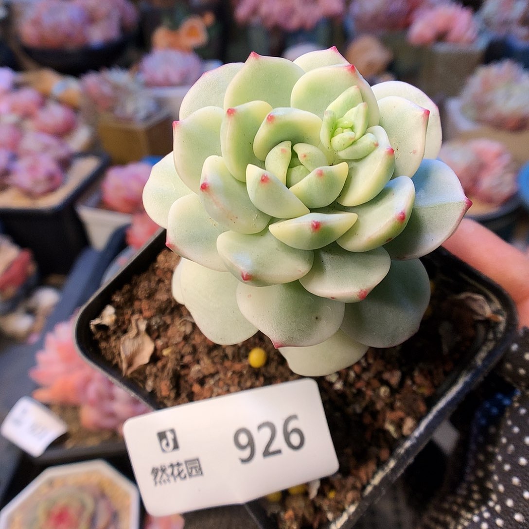 926香草锦多肉植物6666