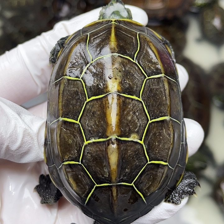 中华草龟公苏北金线草龟外塘龟
