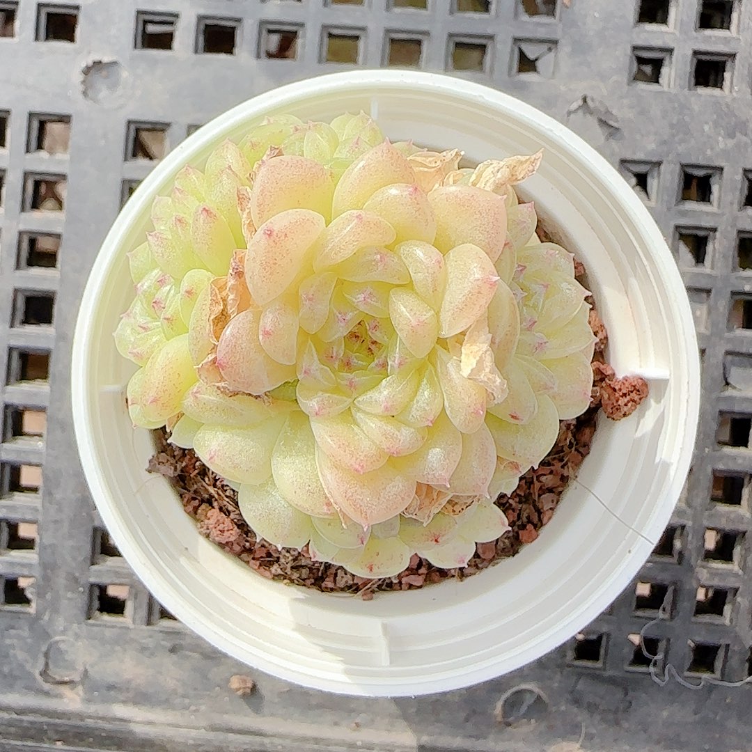 菲***姐1206-128（菠萝23-4）