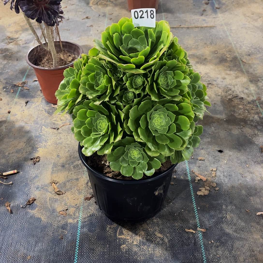 多肉植物一物一拍0218