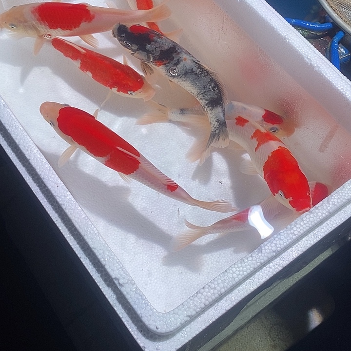 郑***儿锦鲤锦鲤活鱼开箱包活