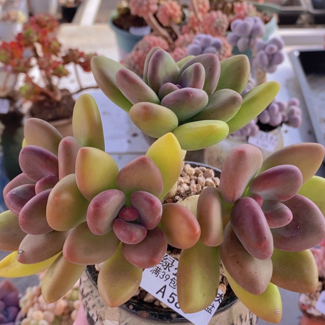 芒果奶13cm589多肉植物