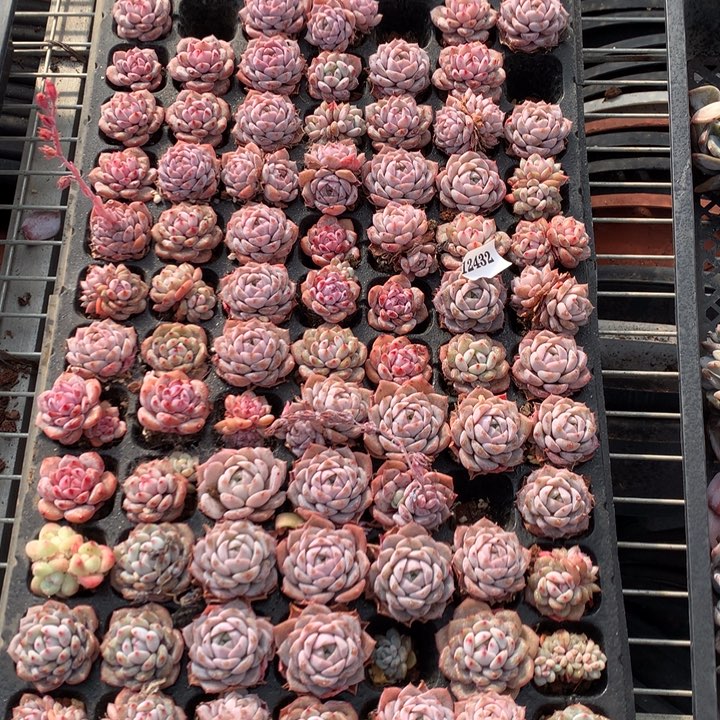 12432一整盘嗯嗯嗯嗯嗯嗯好