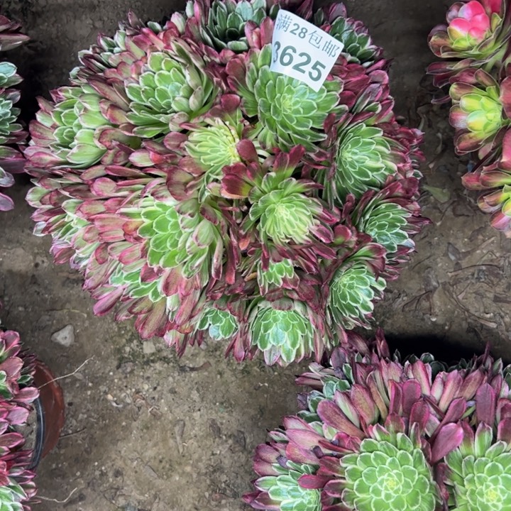 3625金丝楠木多肉植物