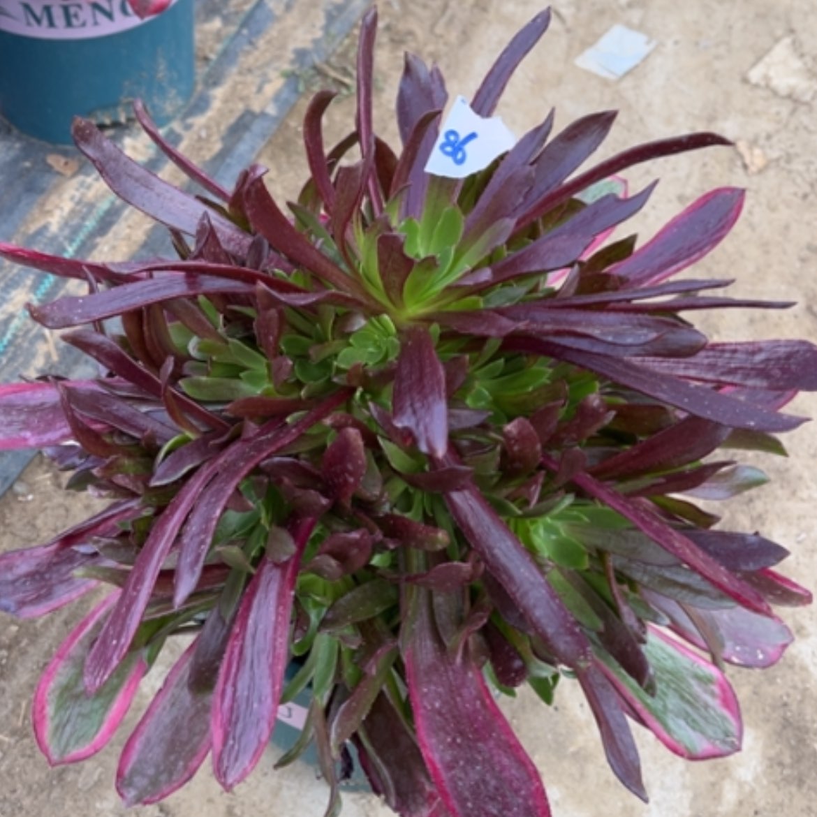 【闪购商品】86赤霞飞多肉法师