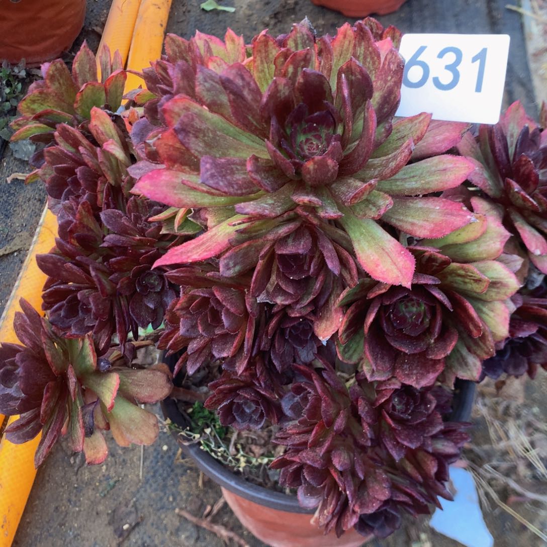 631红霞多肉植物