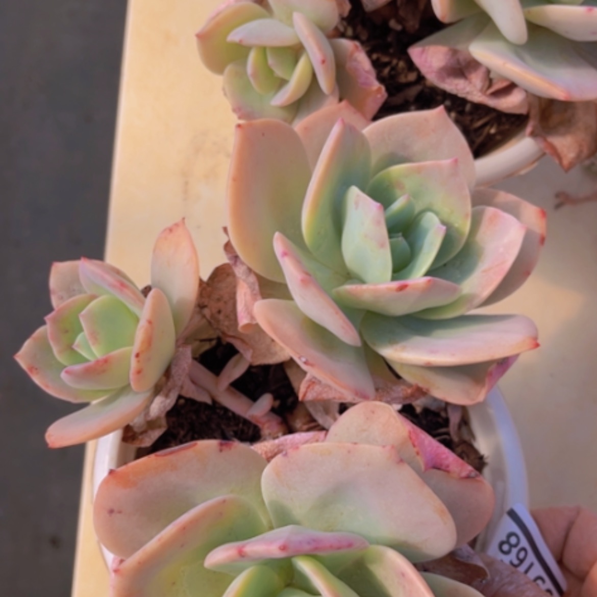 【闪购商品】血凤09168