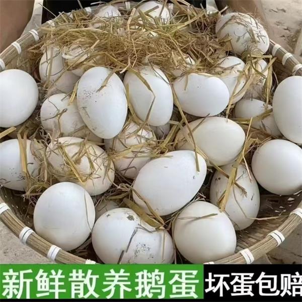 农家散养新鲜雁鹅蛋正宗天然山林五谷喂养营养安心蛋20枚70-80克
