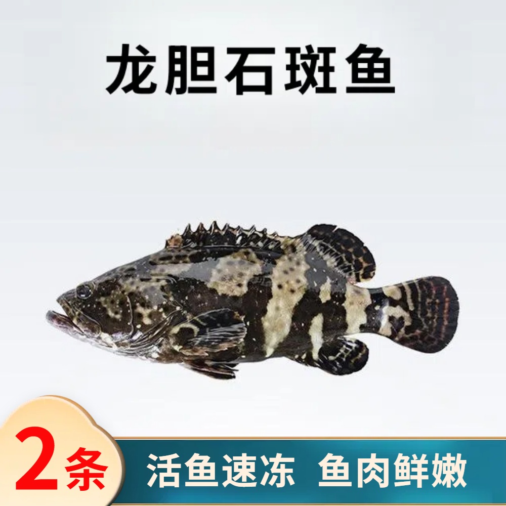 石斑鱼2条到手3斤珍珠老虎青斑鲜活速冻非活发  