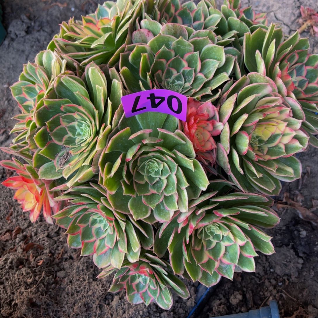 万紫法师16///-38包邮