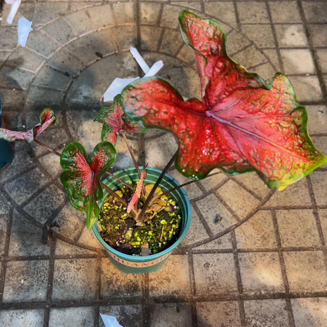 M***像完全开放5983泰彩