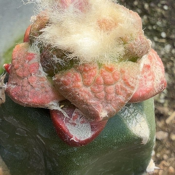 无花朵大尤连山锦787