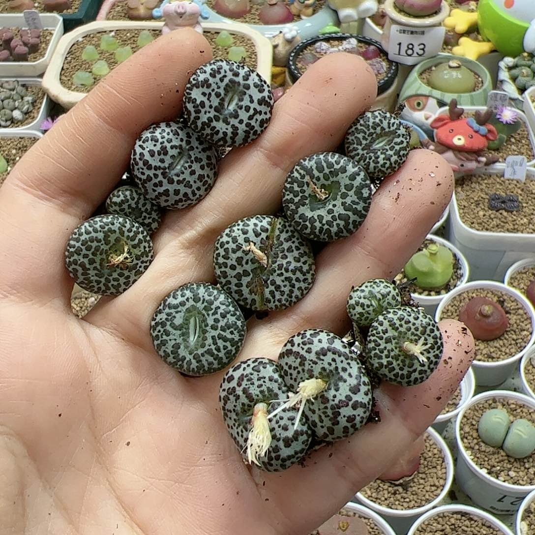 【闪购商品】唐**鱼248 高级