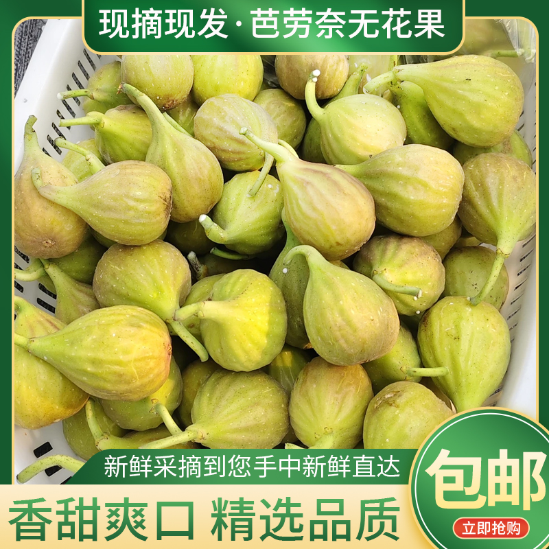 芭劳奈无花果中果46克左右无花果鲜果山东潍坊现摘现发顺丰包邮