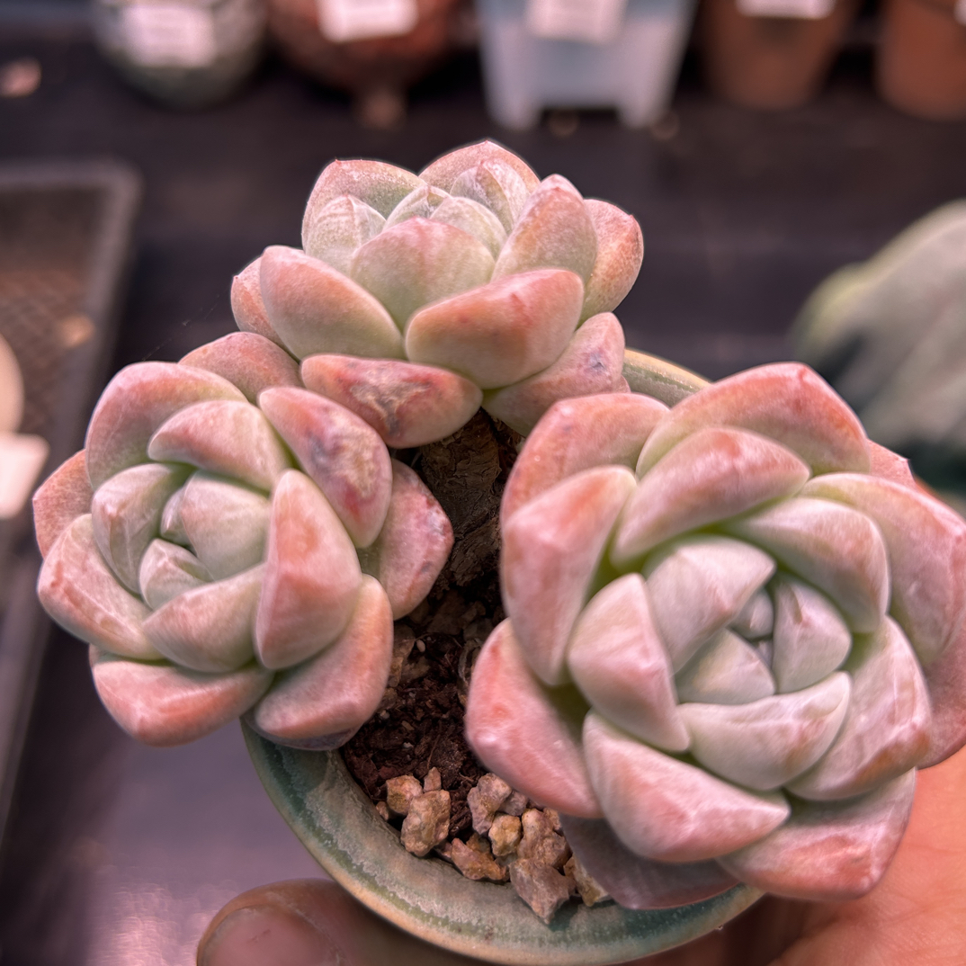 10034一物一拍瑕疵冰玉老桩群满18包邮非偏远包邮