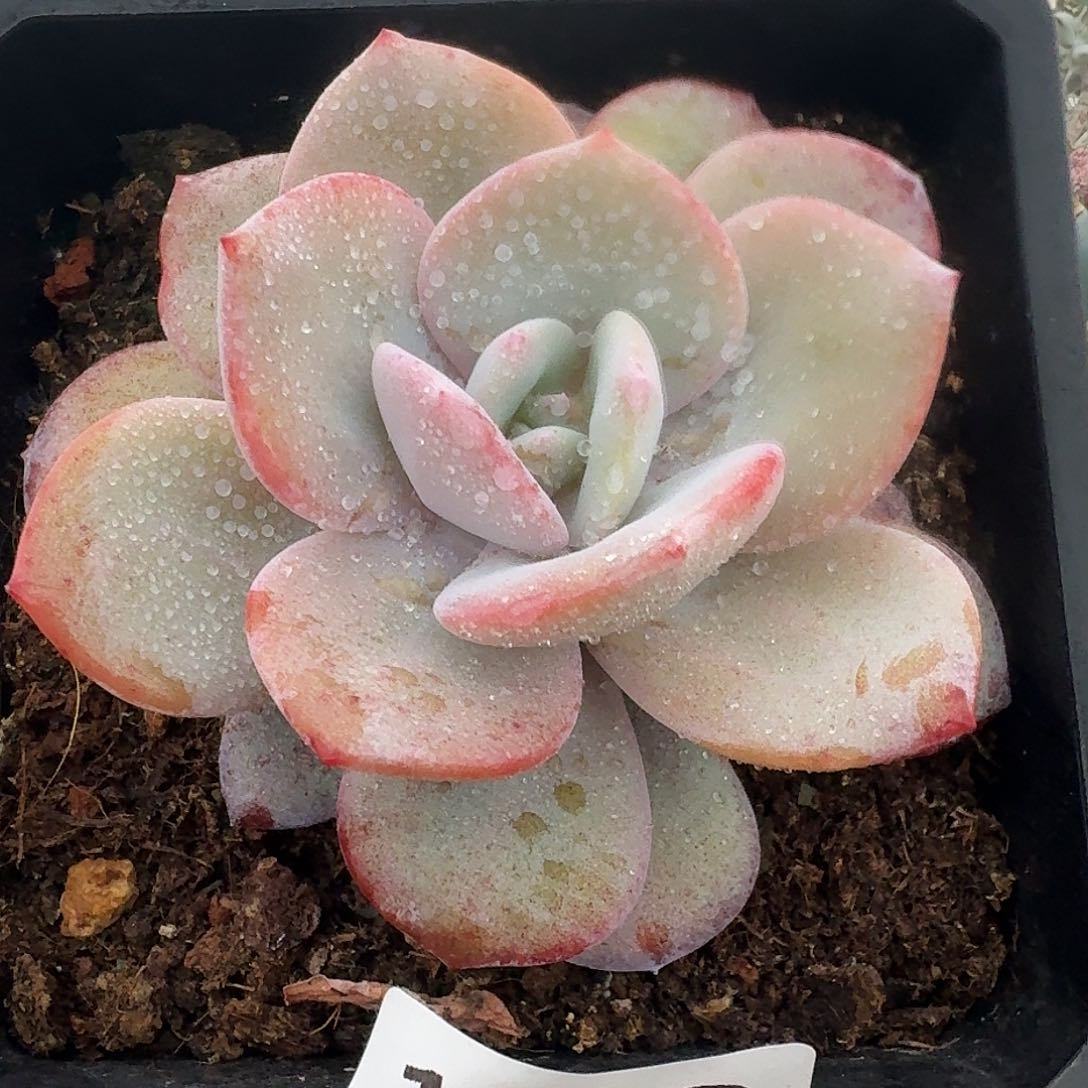 1619 卉卉糟品多肉