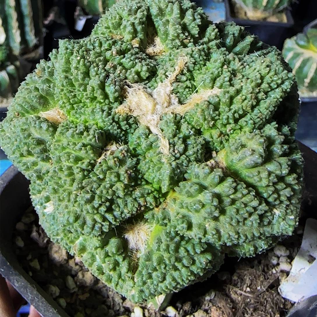 哥斯拉573仙人睡