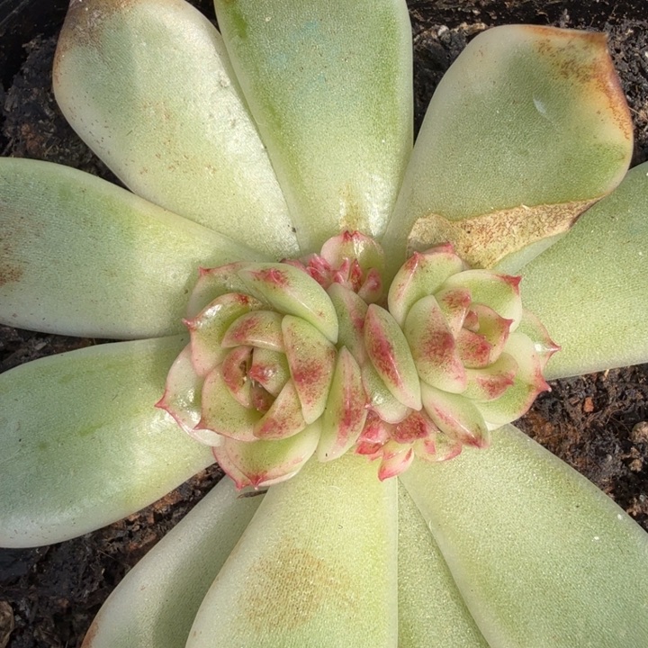 黑水晶锦腹轮锦底座