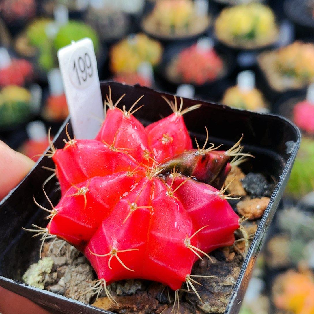 非偏远地区满25裸根发货仙人球