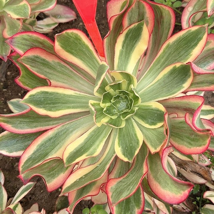 1-9魅影多肉法师