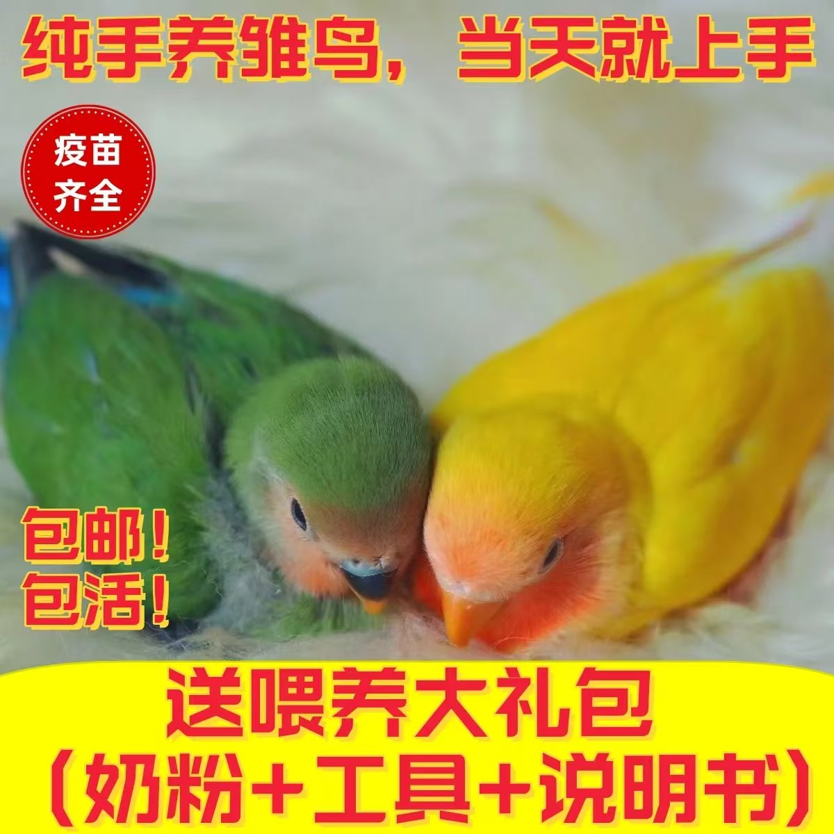 鹦鹉手养宠物小鸟可以学说话的小鸟活体活鸟亲人可爱小宠物可互动