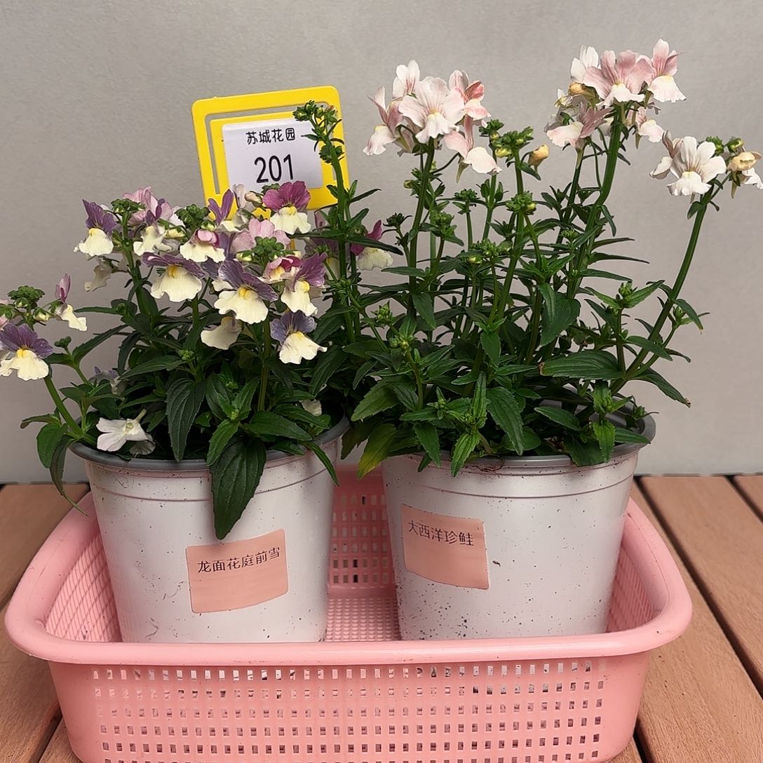 大部分开放少量花苞201