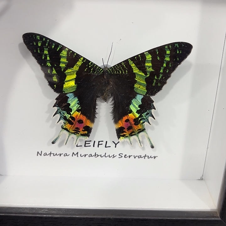 方框白底太阳蛾子