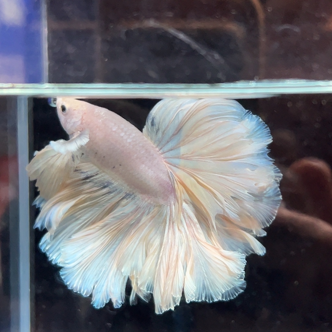 斗鱼3号特别的杏色花朵，尾巴很形象