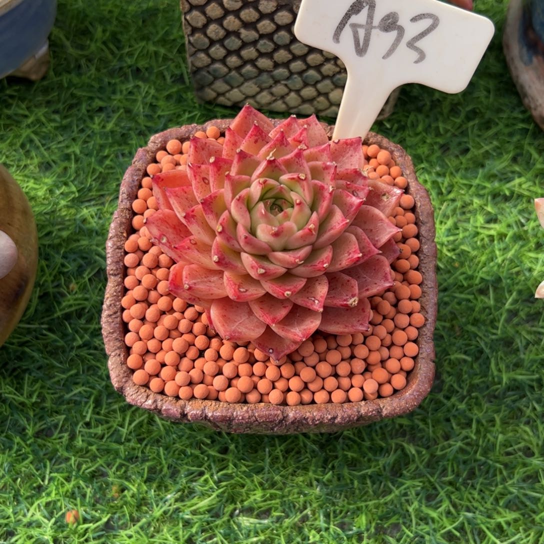 平***活单头小海螺多肉植物