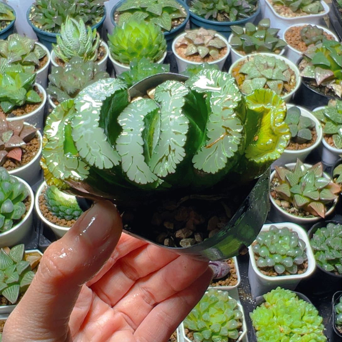 疤王玉扇多肉多肉一颗