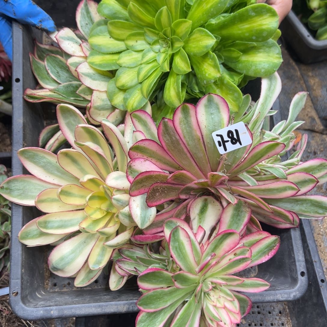 81筐多肉植物植物