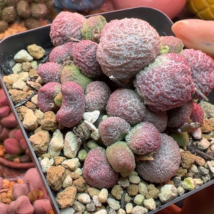 ****～吉祥如意的大人物们都在