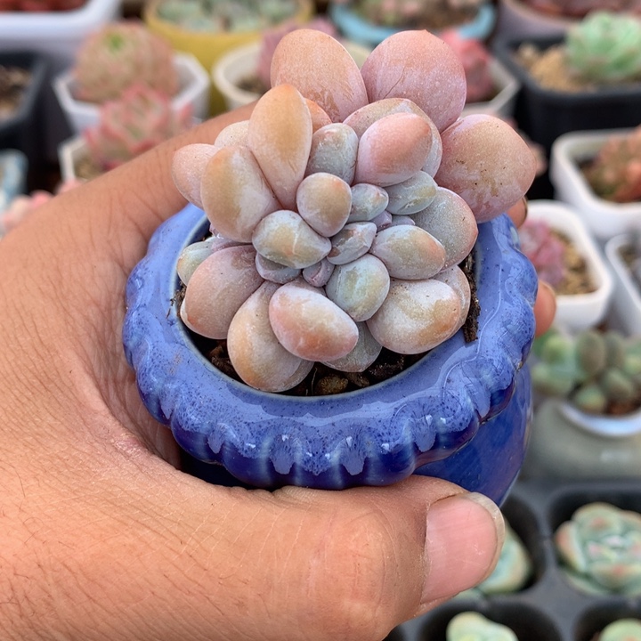 小精控粉兔缀化一物一拍