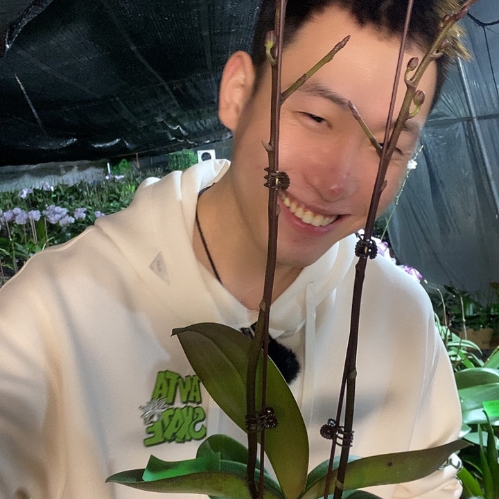 无花朵年年有余蝴蝶兰