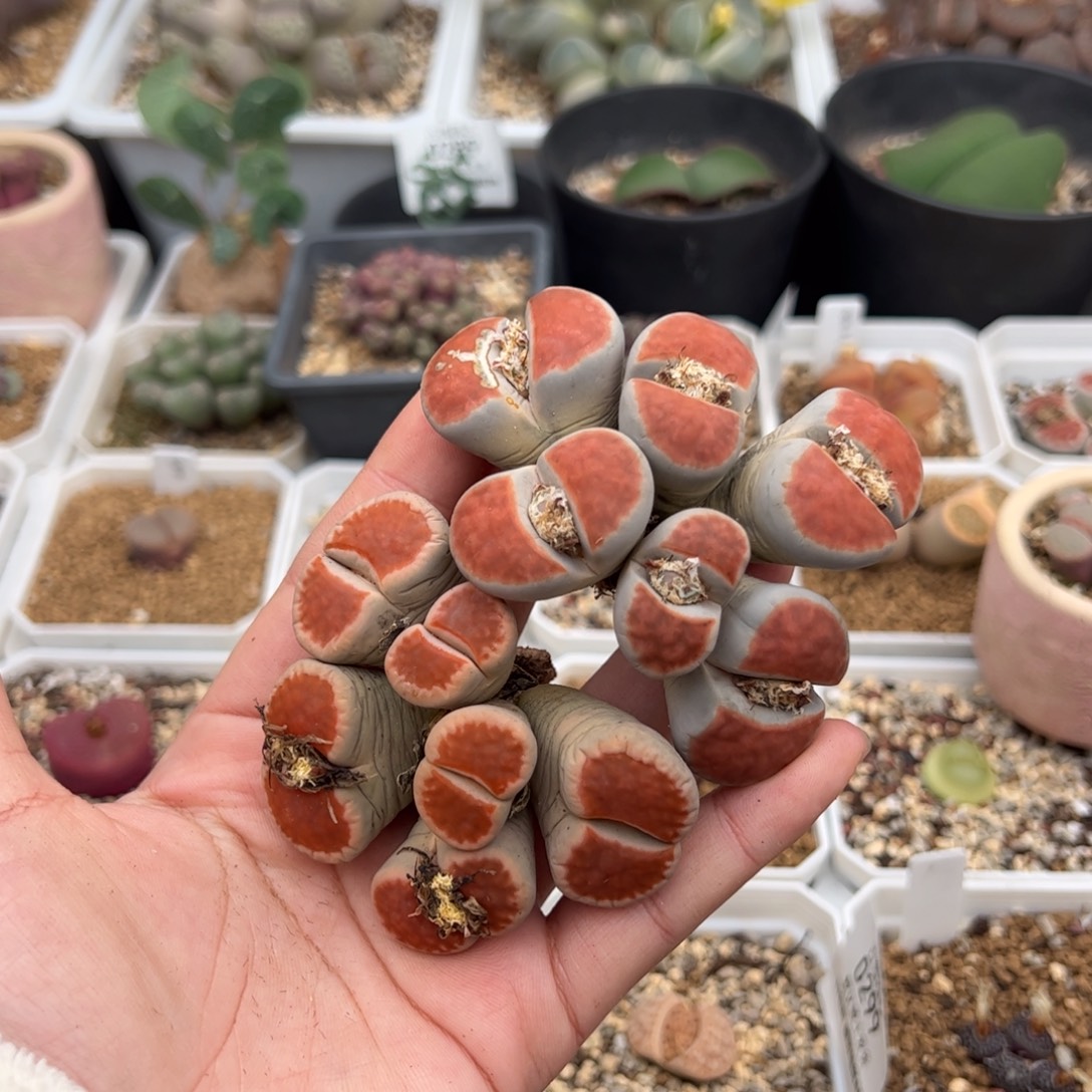 小***猫0323号红窗 多肉植物