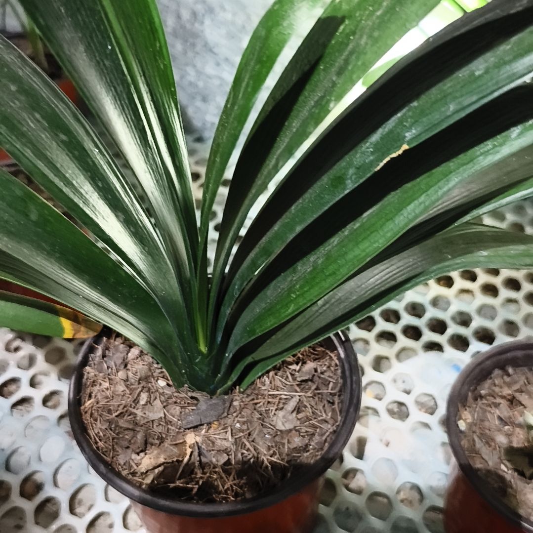 大***刘完全开放黑魁*黑金刚小苗一颗特惠