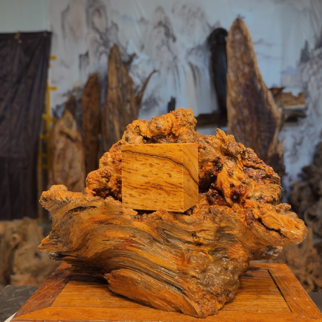 胖***)木三丰琥珀木 天然摆件19