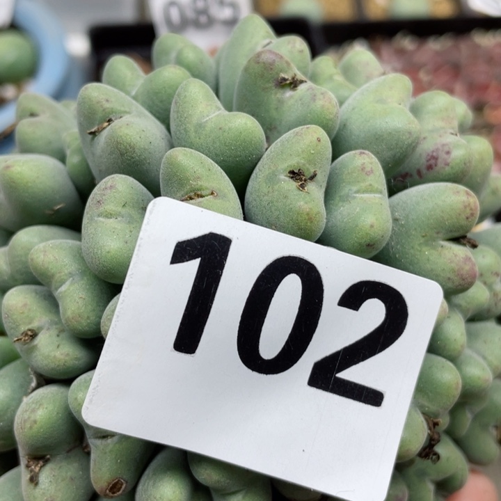 102大口迪群零下拍保温